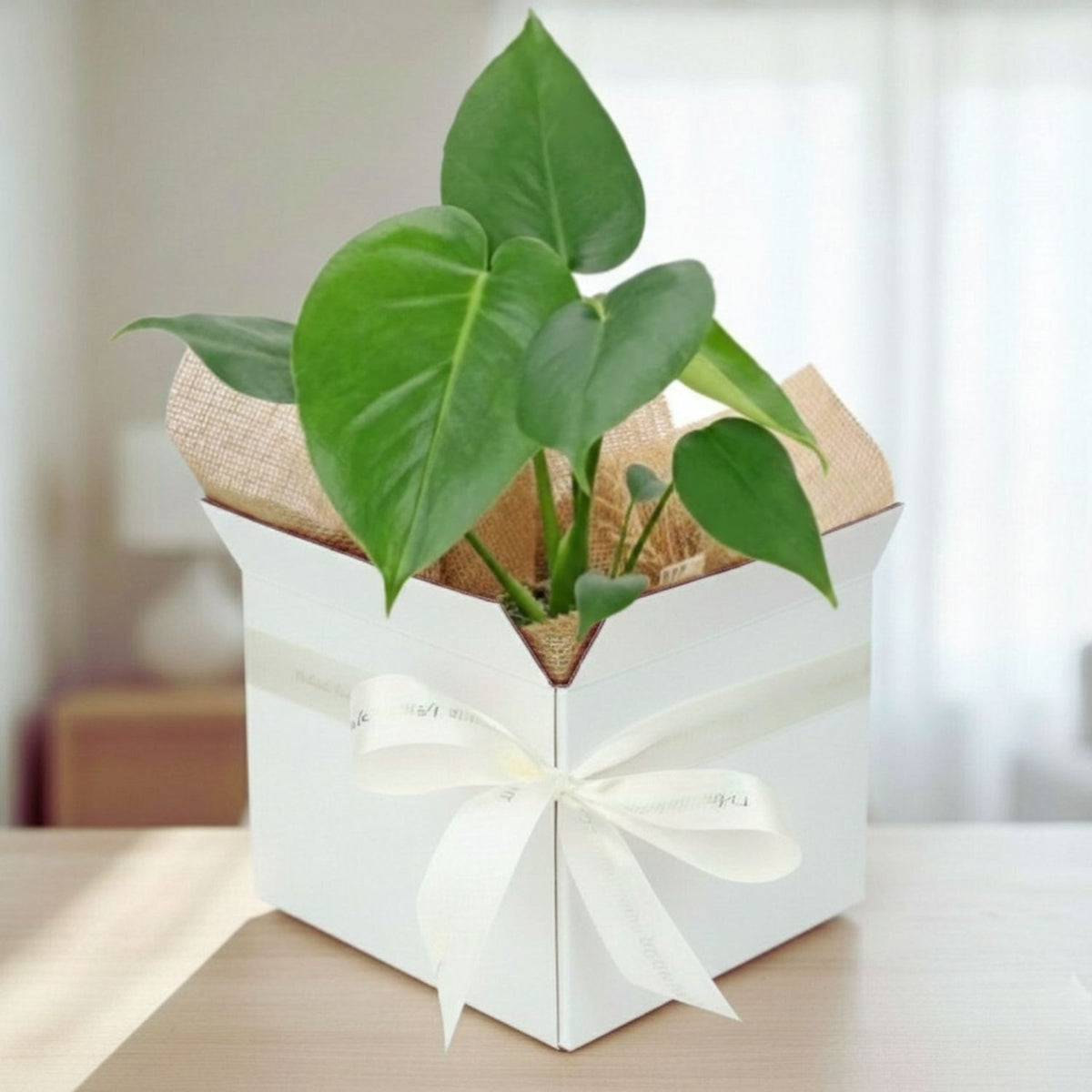 Tropical Monstera Green Plant