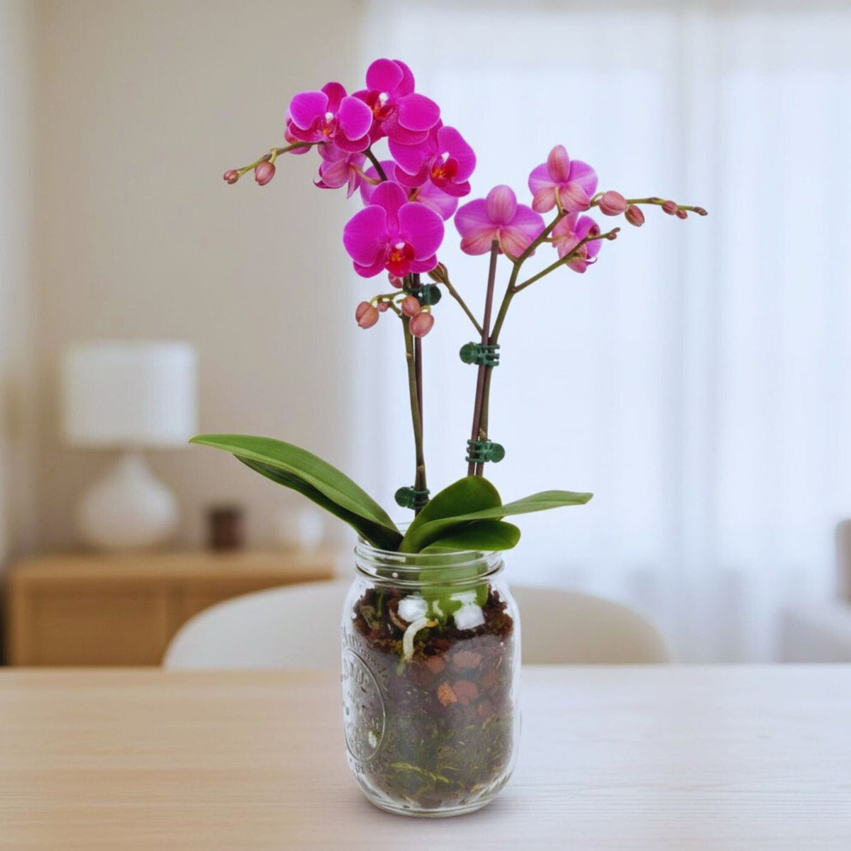 Elegant Phalaenopsis Orchid Glass Jar